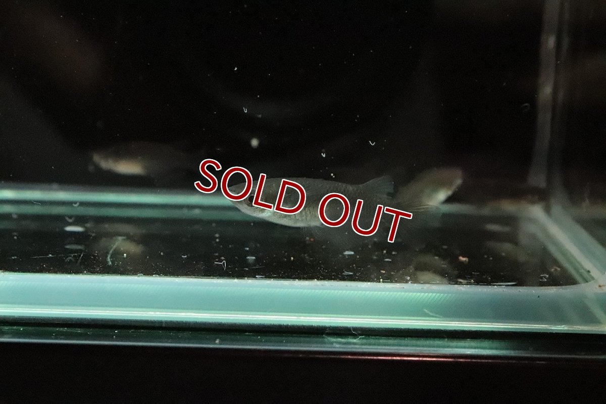 画像4: 【淡水魚】真黒 オロチメダカ【1匹】(変わりメダカ)（生体）（淡水）NKＫＭ (4)