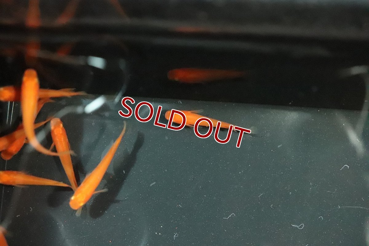 画像2: 【淡水魚】紅帝メダカ Ａグレード【1匹】(変わりメダカ)（生体）（淡水）NKＫＭ (2)