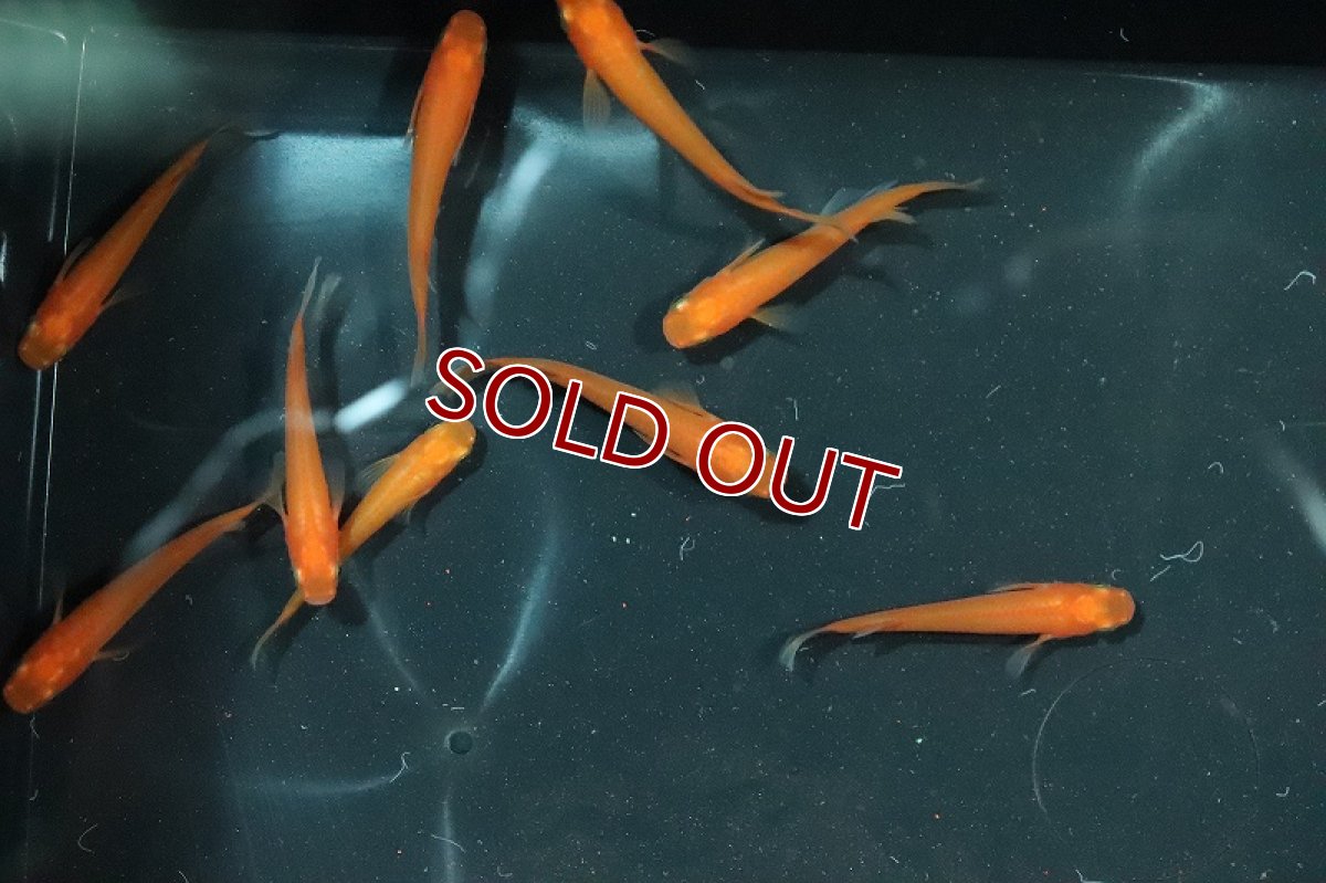 画像3: 【淡水魚】紅帝メダカ Ａグレード【1匹】(変わりメダカ)（生体）（淡水）NKＫＭ (3)