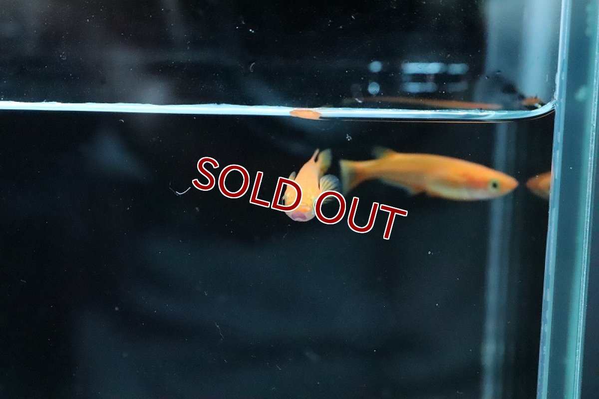 画像4: 【淡水魚】紅帝メダカ Ａグレード【1匹】(変わりメダカ)（生体）（淡水）NKＫＭ (4)