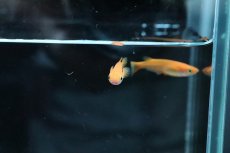 画像4: 【淡水魚】【通販】紅帝メダカ Ａグレード【1匹】(変わりメダカ)（生体）（淡水）NKＫＭ (4)