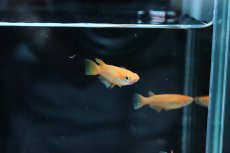 画像5: 【淡水魚】【通販】紅帝メダカ Ａグレード【1匹】(変わりメダカ)（生体）（淡水）NKＫＭ (5)