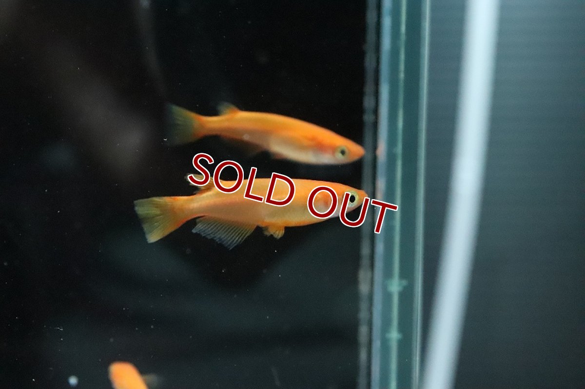 画像6: 【淡水魚】紅帝メダカ Ａグレード【1匹】(変わりメダカ)（生体）（淡水）NKＫＭ (6)