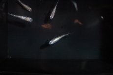 画像1: 【淡水魚】【通販】白ラメ幹之メダカ スーパー金箔ラメ【1匹】(変わりメダカ)（生体）（淡水）NKＫＭ (1)