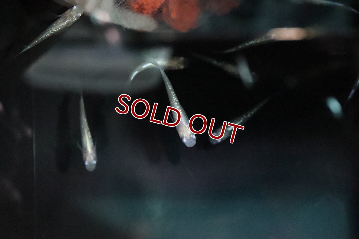 画像2: 【淡水魚】白ラメ幹之メダカ スーパー金箔ラメ【1匹】(変わりメダカ)（生体）（淡水）NKＫＭ (2)