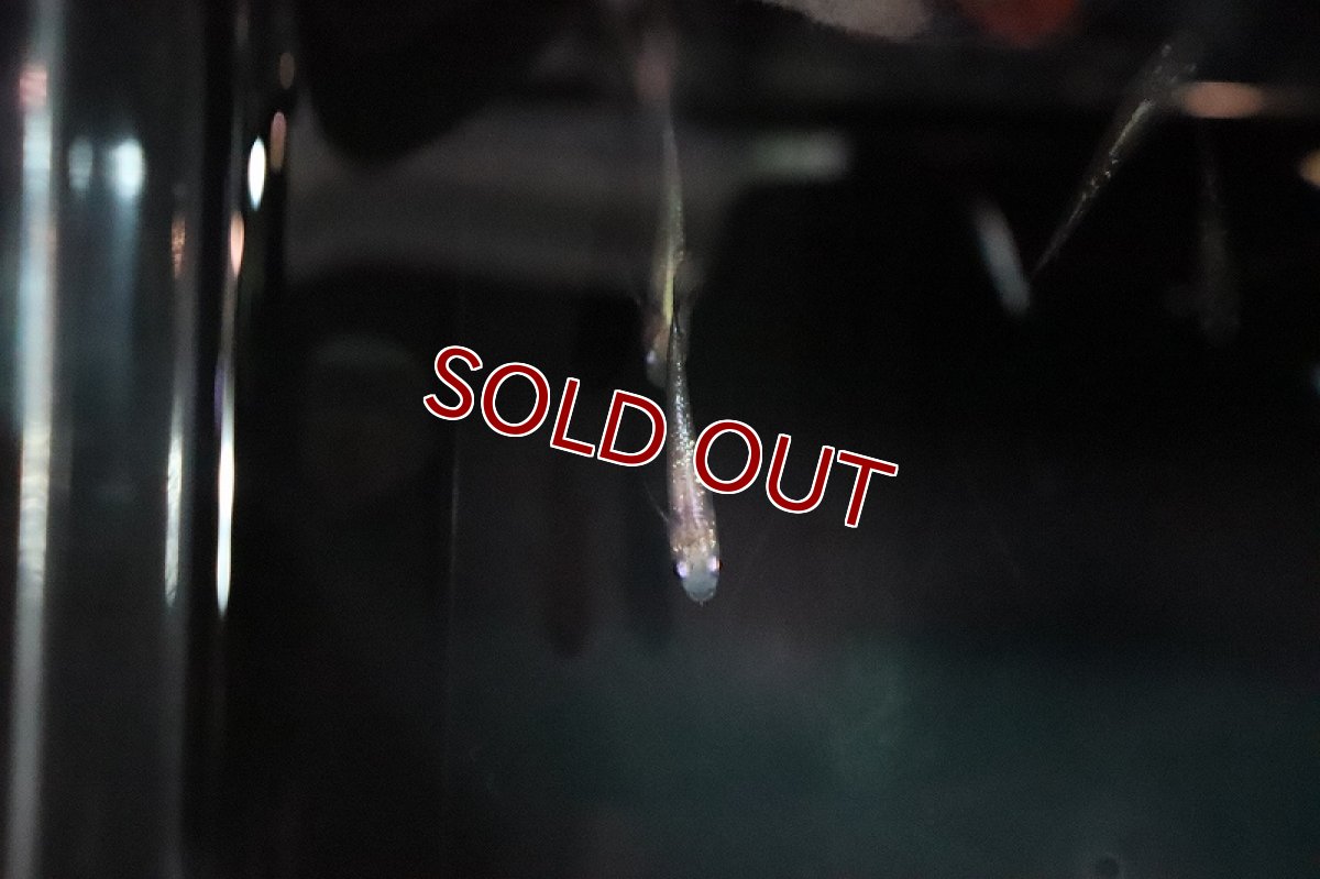 画像3: 【淡水魚】白ラメ幹之メダカ スーパー金箔ラメ【1匹】(変わりメダカ)（生体）（淡水）NKＫＭ (3)