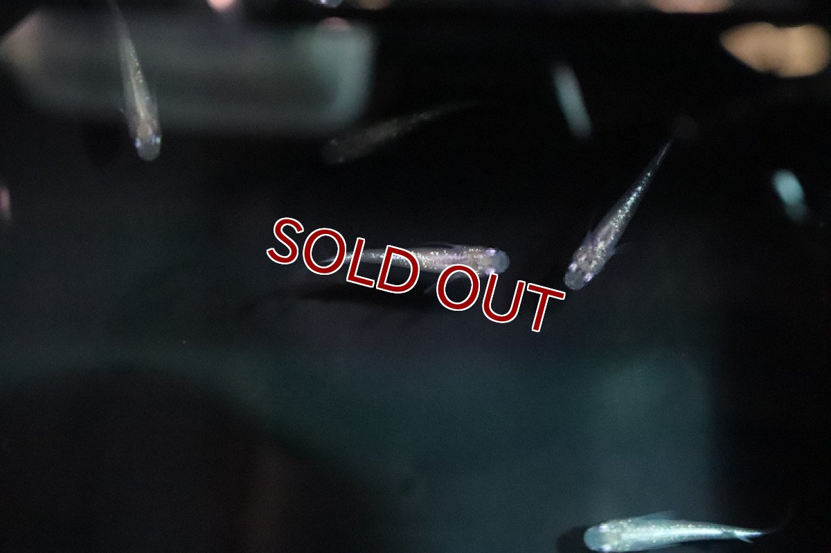 画像4: 【淡水魚】白ラメ幹之メダカ スーパー金箔ラメ【1匹】(変わりメダカ)（生体）（淡水）NKＫＭ (4)