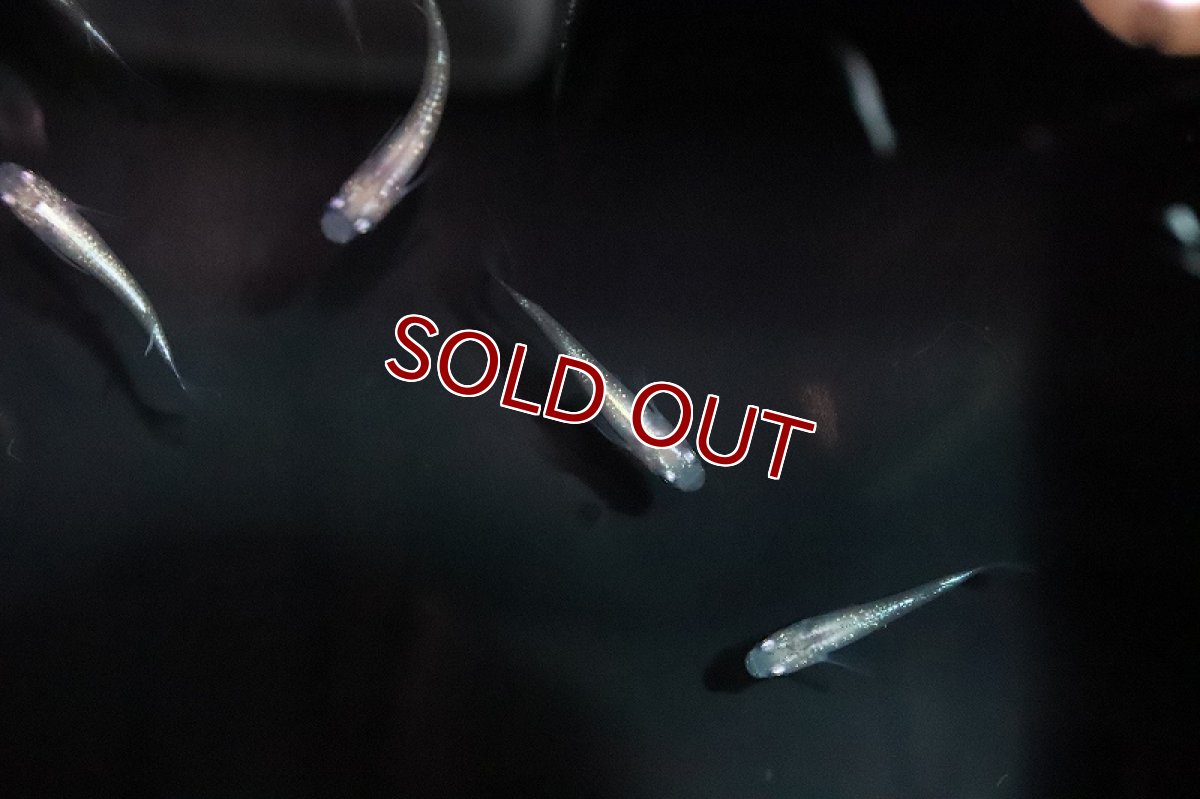 画像5: 【淡水魚】白ラメ幹之メダカ スーパー金箔ラメ【1匹】(変わりメダカ)（生体）（淡水）NKＫＭ (5)