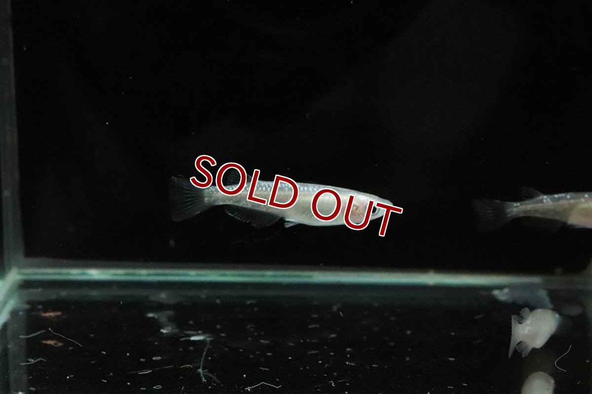 画像6: 【淡水魚】白ラメ幹之メダカ スーパー金箔ラメ【1匹】(変わりメダカ)（生体）（淡水）NKＫＭ (6)