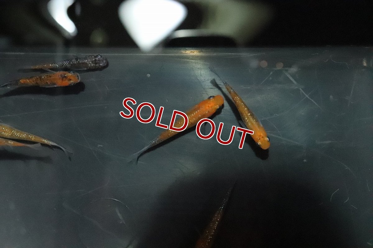 画像4: 【淡水魚】めびなラメメダカ【1匹】(変わりメダカ)（生体）（淡水）NKＫＭ (4)