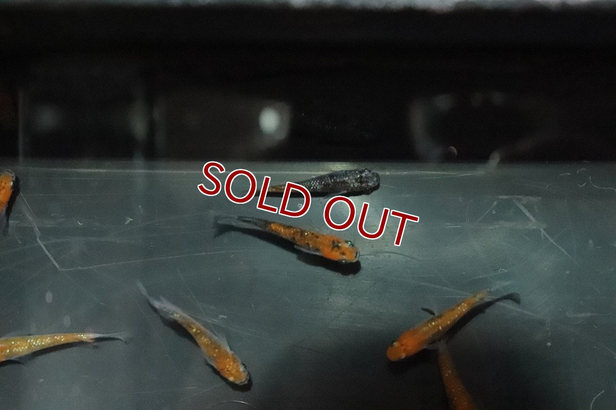 画像5: 【淡水魚】めびなラメメダカ【1匹】(変わりメダカ)（生体）（淡水）NKＫＭ (5)