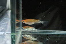 画像6: 【淡水魚】【通販】めびなラメメダカ【1匹】(変わりメダカ)（生体）（淡水）NKＫＭ (6)