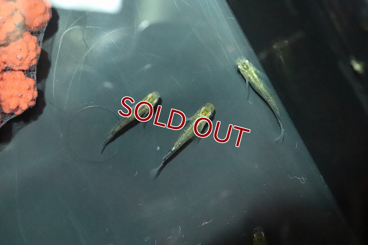 画像2: 【淡水魚】夜桜ゴールドメダカ【1匹 サンプル画像】(変わりメダカ)（生体）（淡水）NKＫＭ (2)