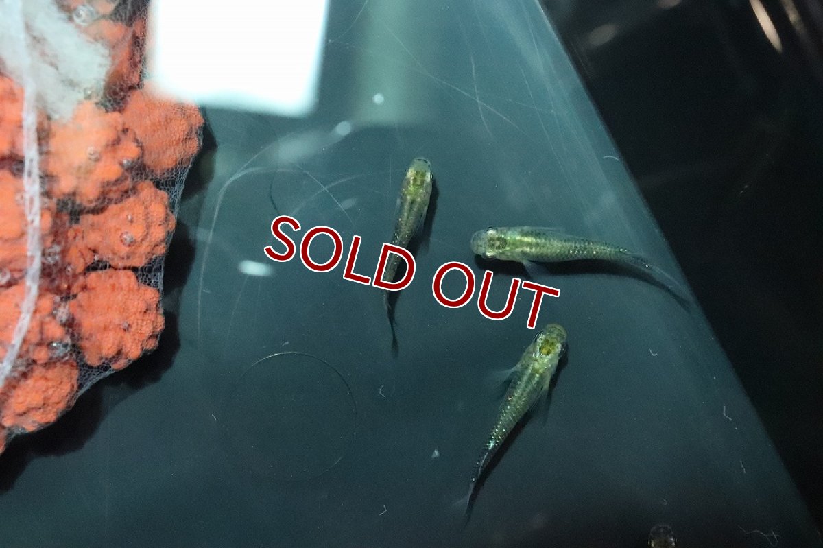 画像3: 【淡水魚】夜桜ゴールドメダカ【1匹 サンプル画像】(変わりメダカ)（生体）（淡水）NKＫＭ (3)