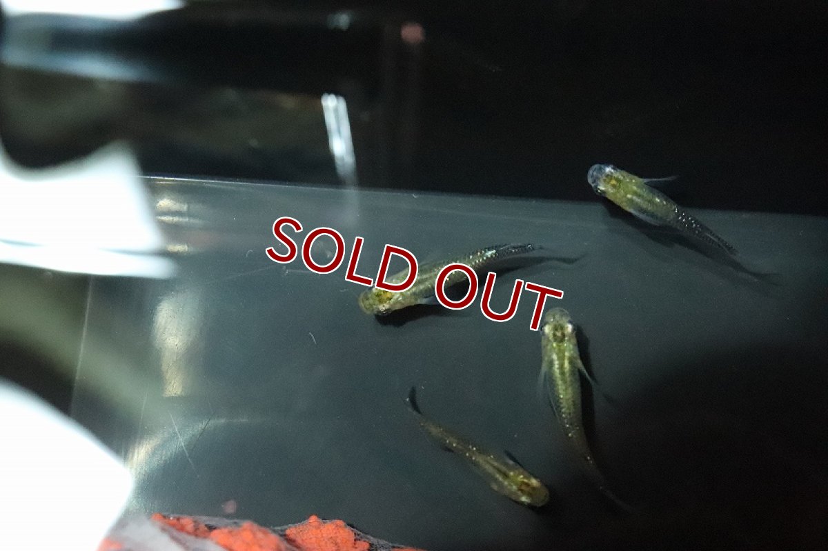 画像4: 【淡水魚】夜桜ゴールドメダカ【1匹 サンプル画像】(変わりメダカ)（生体）（淡水）NKＫＭ (4)