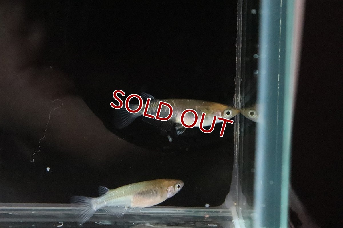 画像5: 【淡水魚】夜桜ゴールドメダカ【1匹 サンプル画像】(変わりメダカ)（生体）（淡水）NKＫＭ (5)