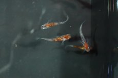 画像1: 【淡水魚】【通販】上物 三色ラメメダカ【1匹】(変わりメダカ)（生体）（淡水）NKＫＭ (1)