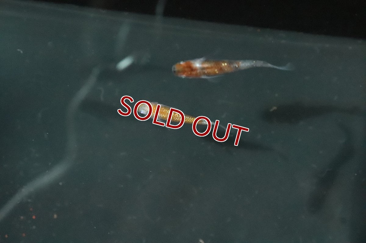 画像2: 【淡水魚】上物 三色ラメメダカ【1匹】(変わりメダカ)（生体）（淡水）NKＫＭ (2)