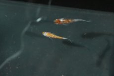 画像2: 【淡水魚】【通販】上物 三色ラメメダカ【1匹】(変わりメダカ)（生体）（淡水）NKＫＭ (2)