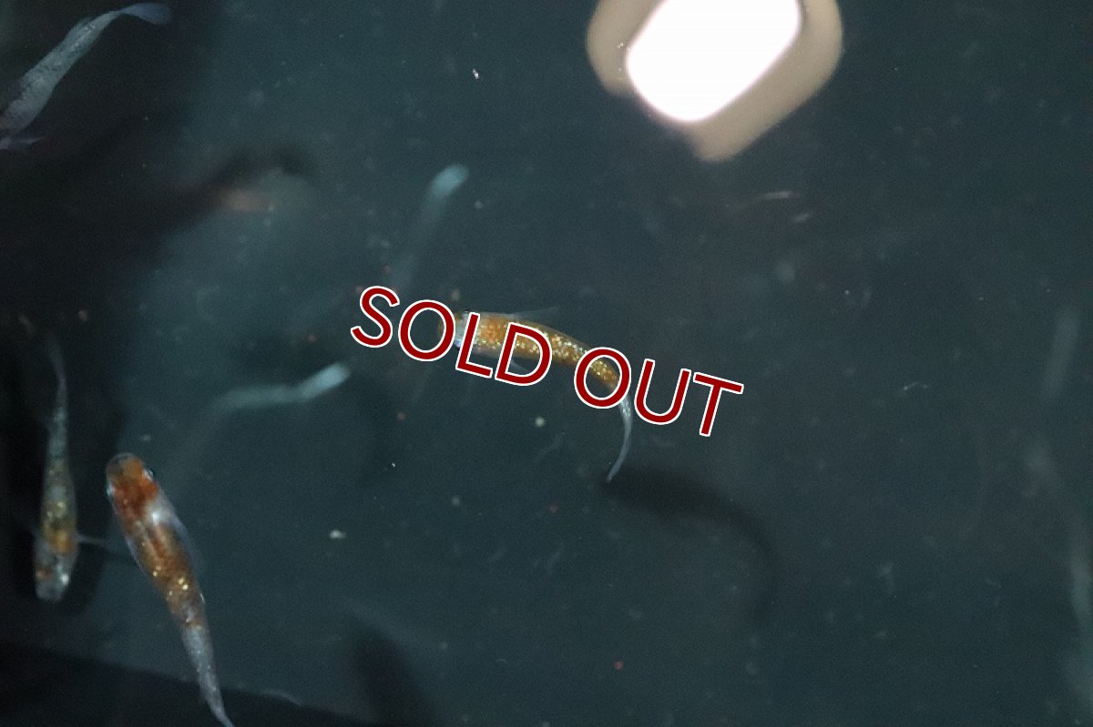 画像4: 【淡水魚】上物 三色ラメメダカ【1匹】(変わりメダカ)（生体）（淡水）NKＫＭ (4)