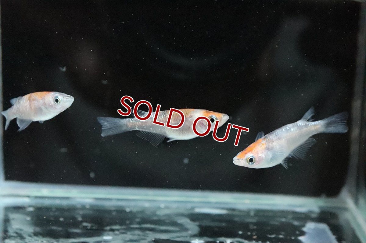 画像5: 【淡水魚】上物 三色ラメメダカ【1匹】(変わりメダカ)（生体）（淡水）NKＫＭ (5)