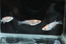 画像5: 【淡水魚】【通販】上物 三色ラメメダカ【1匹】(変わりメダカ)（生体）（淡水）NKＫＭ (5)