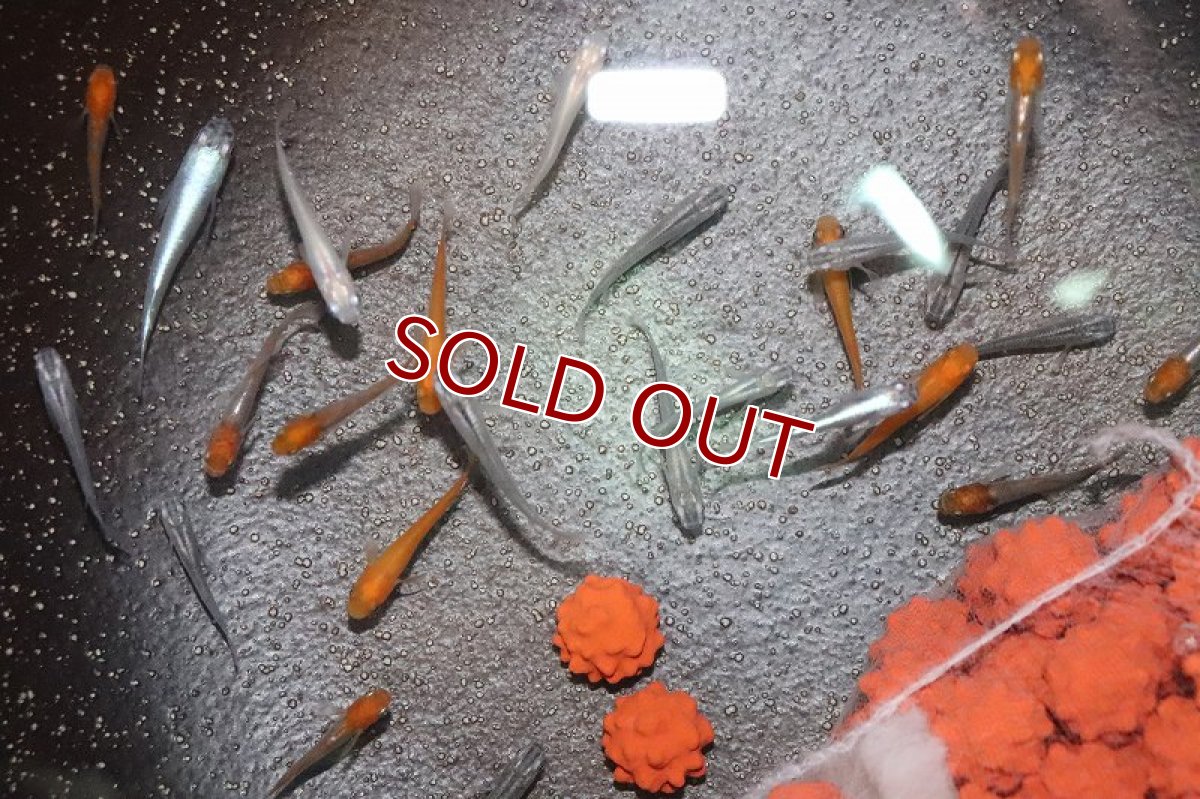 画像2: 【淡水魚】変わりメダカ ミックス【5匹】(変わりメダカ)（生体）（淡水）NKＫＭ (2)