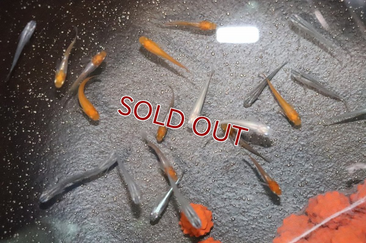 画像3: 【淡水魚】変わりメダカ ミックス【5匹】(変わりメダカ)（生体）（淡水）NKＫＭ (3)