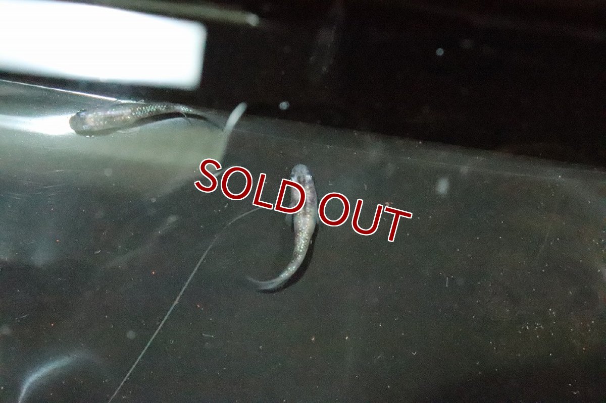 画像2: 【淡水魚】白斑ラメメダカ【1ペア】(変わりメダカ)（生体）（淡水）NKＫＭ (2)