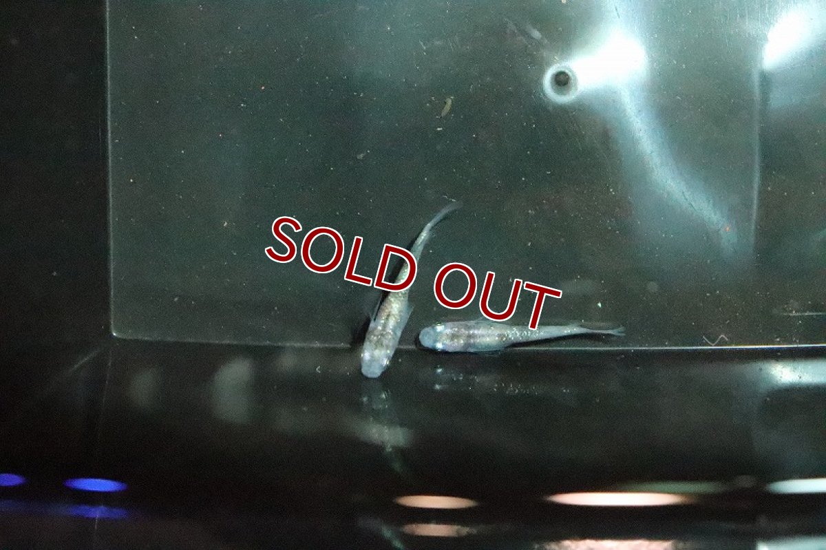 画像3: 【淡水魚】白斑ラメメダカ【1ペア】(変わりメダカ)（生体）（淡水）NKＫＭ (3)