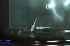 画像3: 【淡水魚】【通販】白斑ラメメダカ【1ペア】(変わりメダカ)（生体）（淡水）NKＫＭ (3)