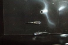 画像4: 【淡水魚】【通販】白斑ラメメダカ【1ペア】(変わりメダカ)（生体）（淡水）NKＫＭ (4)