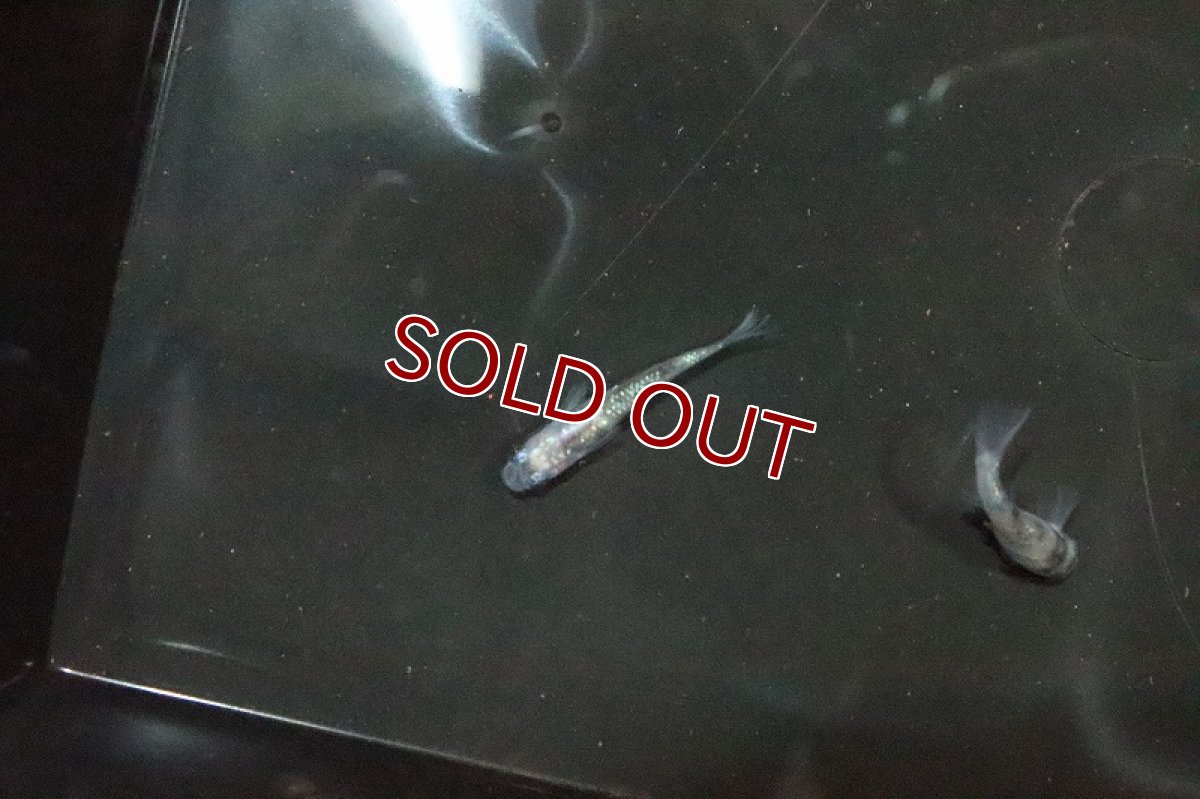 画像5: 【淡水魚】白斑ラメメダカ【1ペア】(変わりメダカ)（生体）（淡水）NKＫＭ (5)