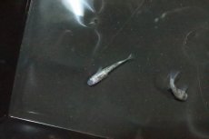 画像5: 【淡水魚】【通販】白斑ラメメダカ【1ペア】(変わりメダカ)（生体）（淡水）NKＫＭ (5)