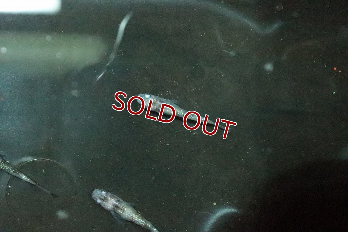 画像6: 【淡水魚】白斑ラメメダカ【1ペア】(変わりメダカ)（生体）（淡水）NKＫＭ (6)