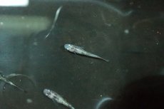 画像6: 【淡水魚】【通販】白斑ラメメダカ【1ペア】(変わりメダカ)（生体）（淡水）NKＫＭ (6)