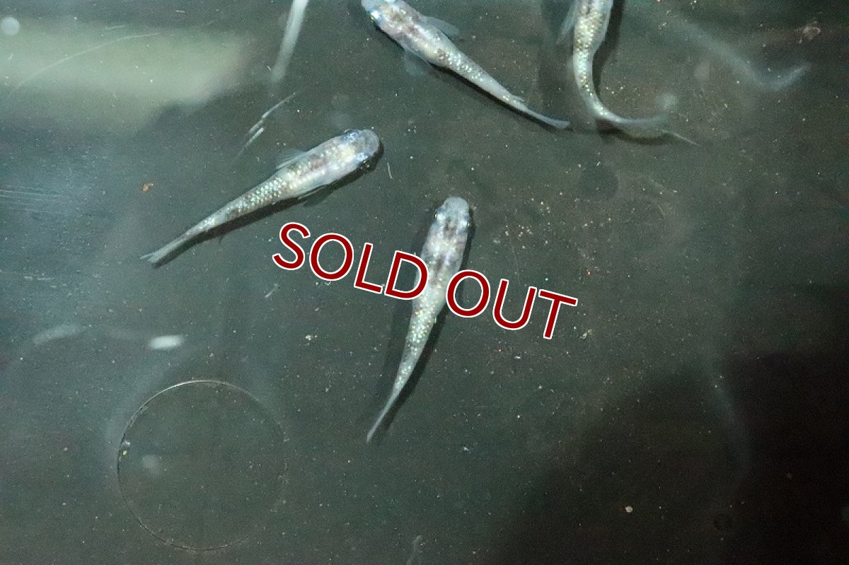 画像7: 【淡水魚】白斑ラメメダカ【1ペア】(変わりメダカ)（生体）（淡水）NKＫＭ (7)