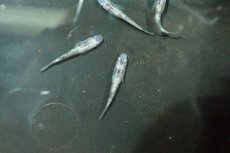 画像7: 【淡水魚】【通販】白斑ラメメダカ【1ペア】(変わりメダカ)（生体）（淡水）NKＫＭ (7)