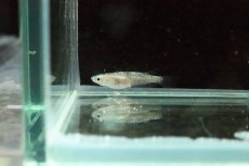 画像8: 【淡水魚】【通販】白斑ラメメダカ【1ペア】(変わりメダカ)（生体）（淡水）NKＫＭ (8)