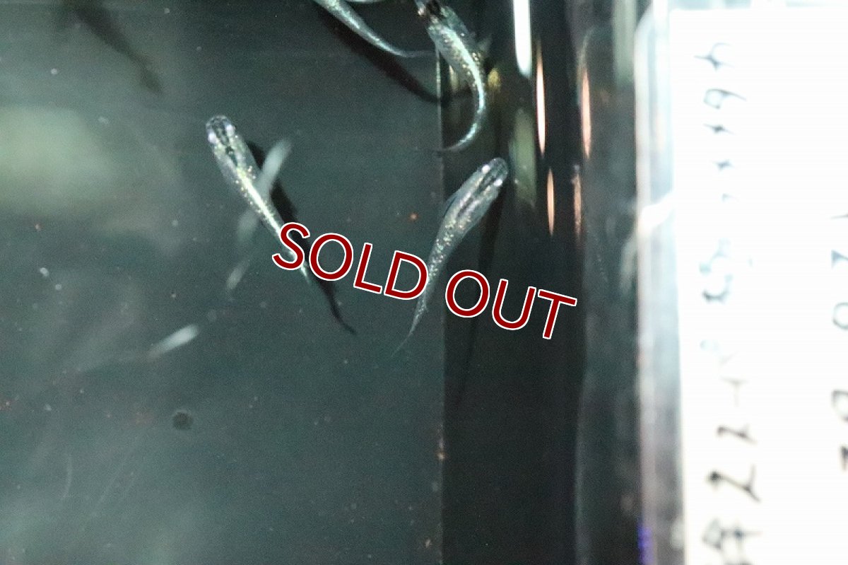 画像2: 【淡水魚】ブルースターダスメダカ(青ラメ幹之スーパー極ラメメダカ)【1匹】(変わりメダカ)（生体）（淡水）NKＫＭ (2)