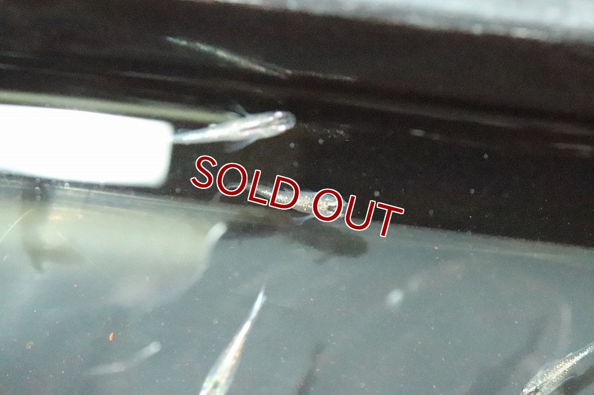 画像3: 【淡水魚】ブルースターダスメダカ(青ラメ幹之スーパー極ラメメダカ)【1匹】(変わりメダカ)（生体）（淡水）NKＫＭ (3)