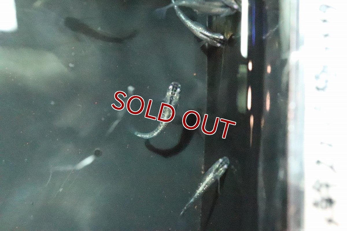 画像4: 【淡水魚】ブルースターダスメダカ(青ラメ幹之スーパー極ラメメダカ)【1匹】(変わりメダカ)（生体）（淡水）NKＫＭ (4)