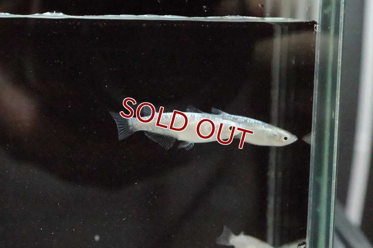 画像5: 【淡水魚】ブルースターダスメダカ(青ラメ幹之スーパー極ラメメダカ)【1匹】(変わりメダカ)（生体）（淡水）NKＫＭ (5)