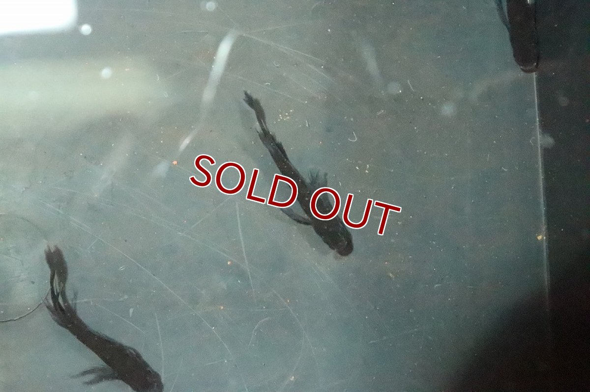 画像2: 【淡水魚】ブラアクシャドウメダカ(ブラックダイヤ ヒレナガ)【1匹】(変わりメダカ)（生体）（淡水）NKＫＭ (2)