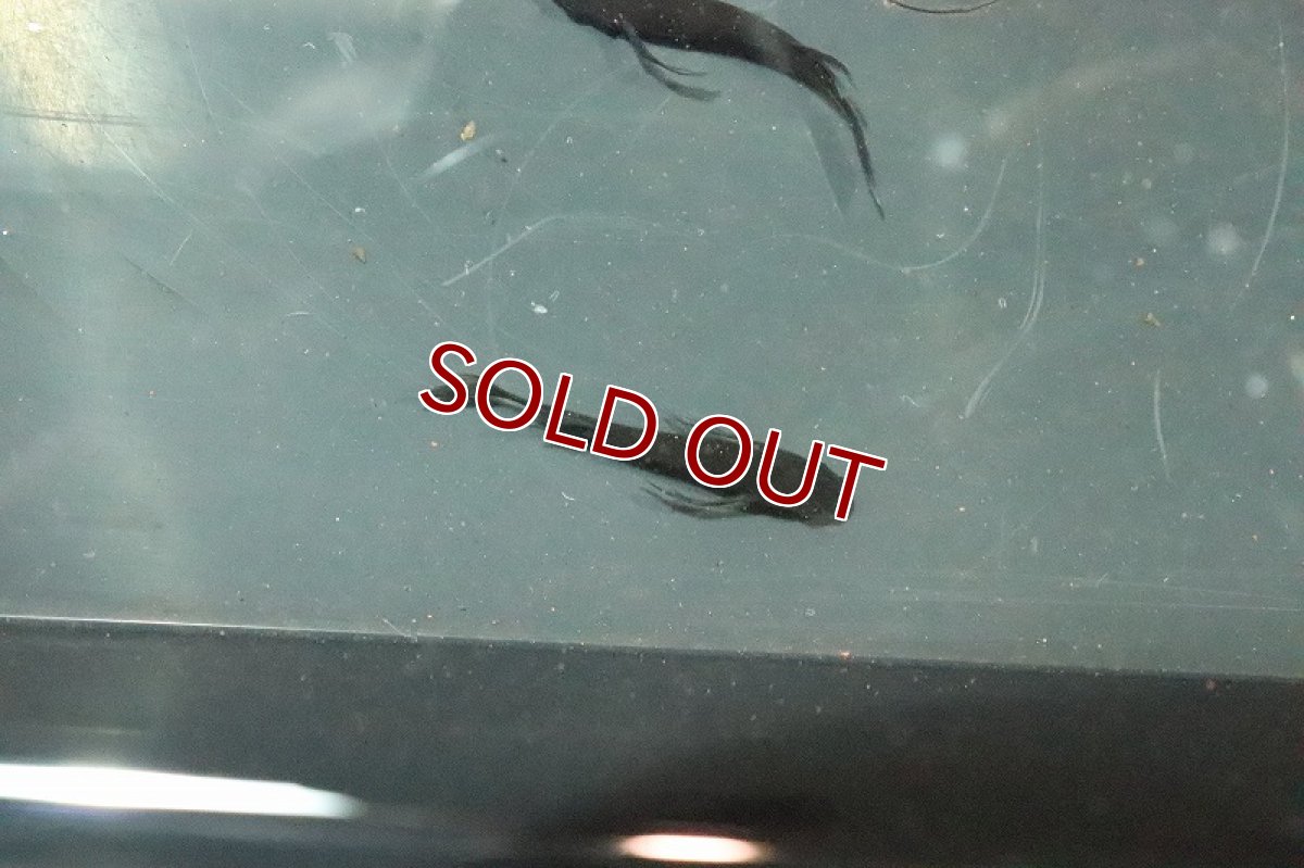 画像3: 【淡水魚】ブラアクシャドウメダカ(ブラックダイヤ ヒレナガ)【1匹】(変わりメダカ)（生体）（淡水）NKＫＭ (3)