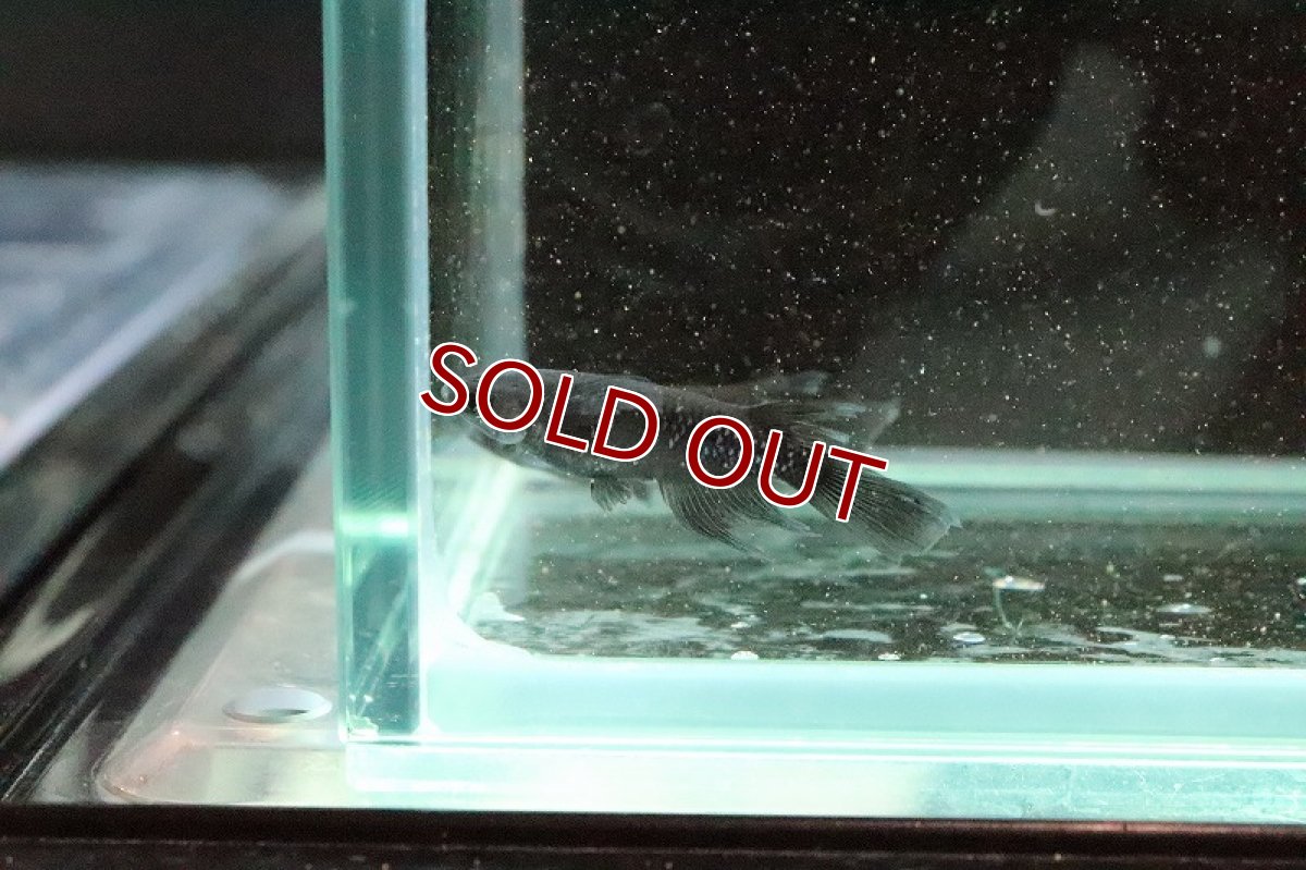 画像4: 【淡水魚】ブラアクシャドウメダカ(ブラックダイヤ ヒレナガ)【1匹】(変わりメダカ)（生体）（淡水）NKＫＭ (4)