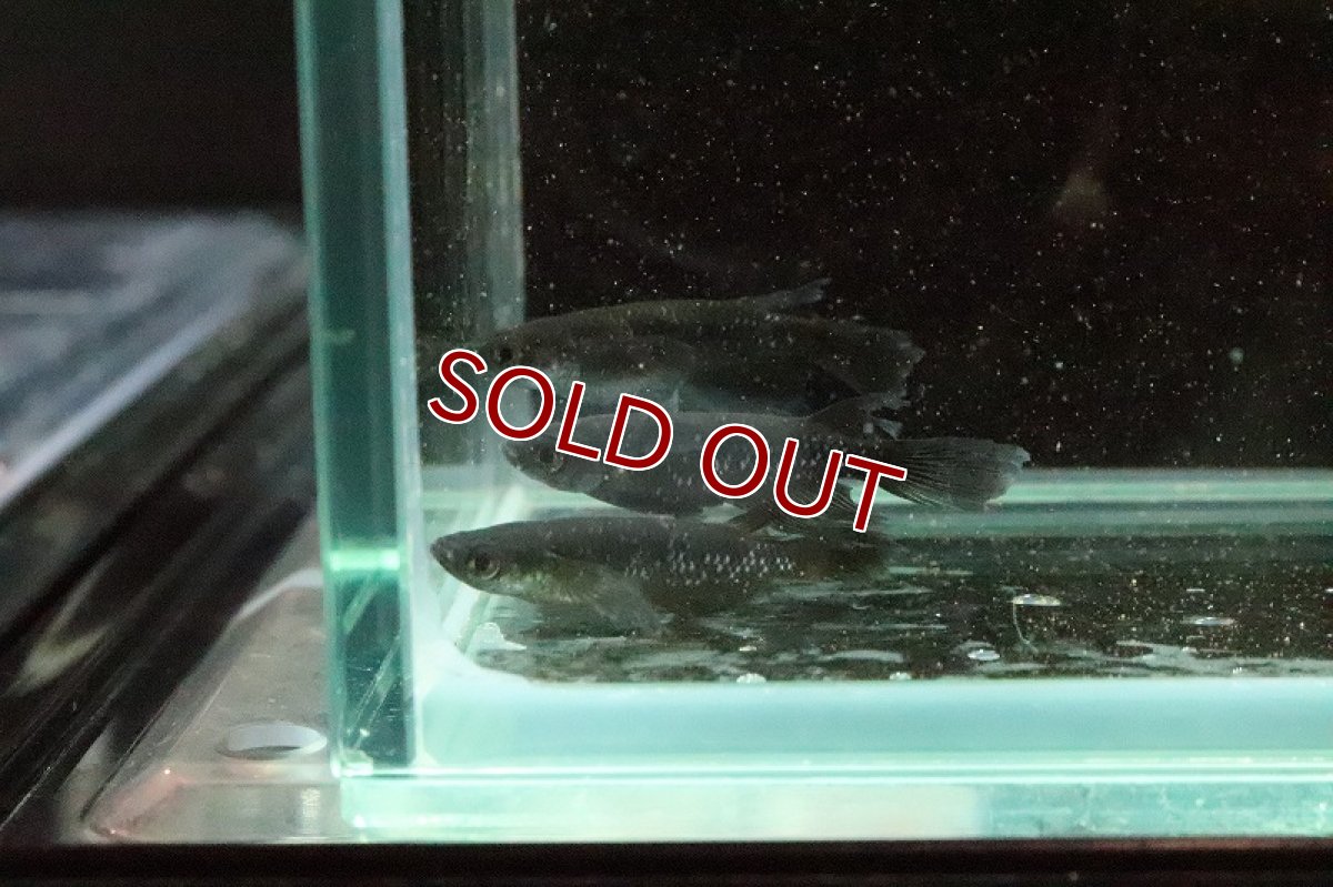 画像5: 【淡水魚】ブラアクシャドウメダカ(ブラックダイヤ ヒレナガ)【1匹】(変わりメダカ)（生体）（淡水）NKＫＭ (5)