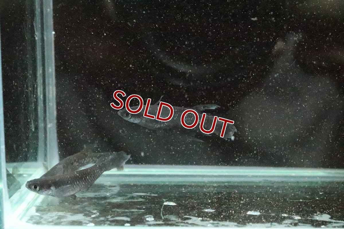 画像6: 【淡水魚】ブラアクシャドウメダカ(ブラックダイヤ ヒレナガ)【1匹】(変わりメダカ)（生体）（淡水）NKＫＭ (6)