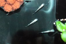 画像1: 【淡水魚】【通販】金ラメ幹之メダカ(中里氏系統)SSグレード【1匹】(変わりメダカ)（生体）（淡水）NKＫＭ (1)