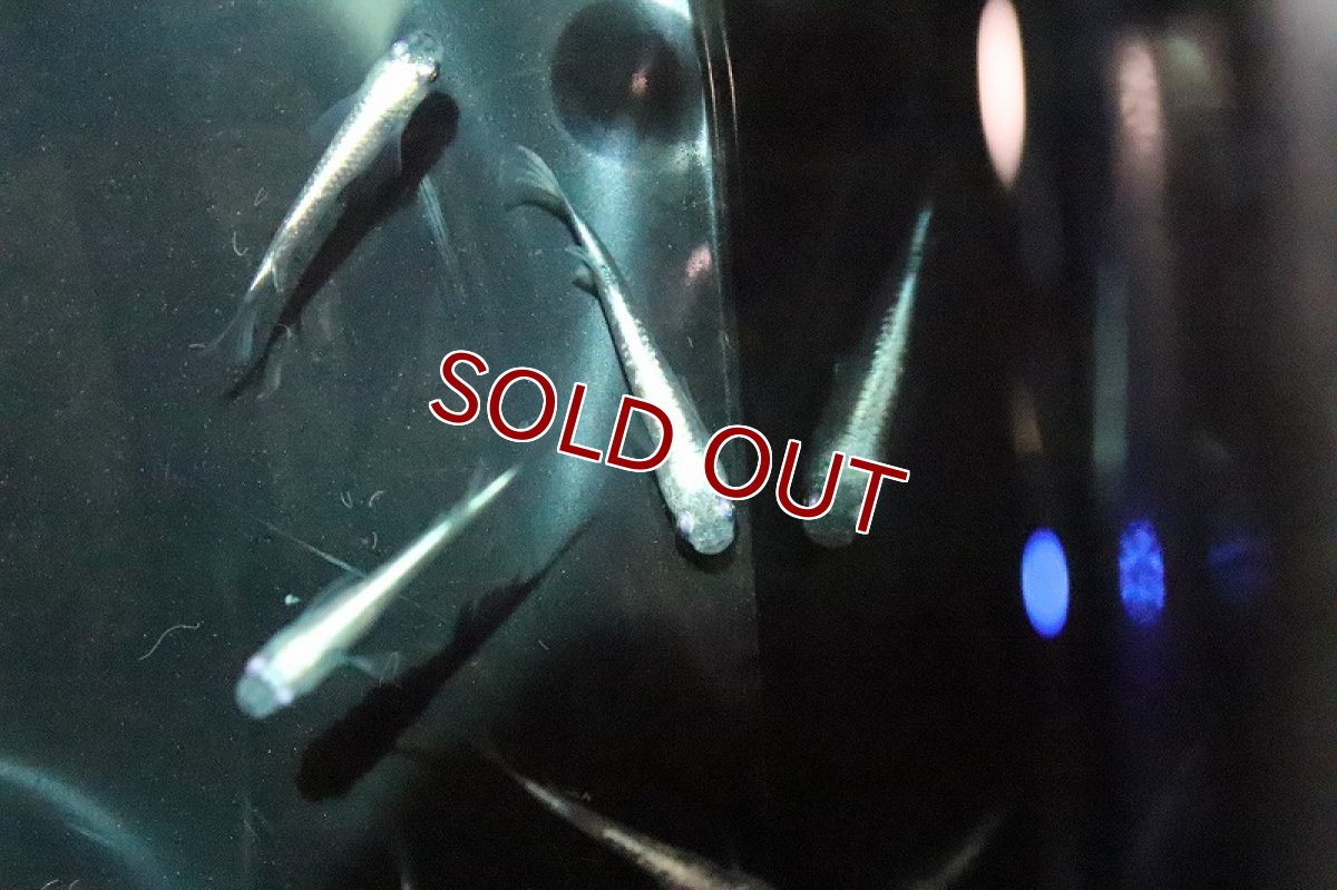 画像2: 【淡水魚】金ラメ幹之メダカ(中里氏系統)SSグレード【1匹】(変わりメダカ)（生体）（淡水）NKＫＭ (2)